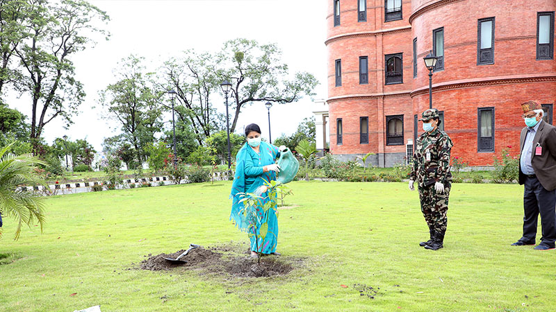 दिवसमा विरुवा रोप्ने फेसन