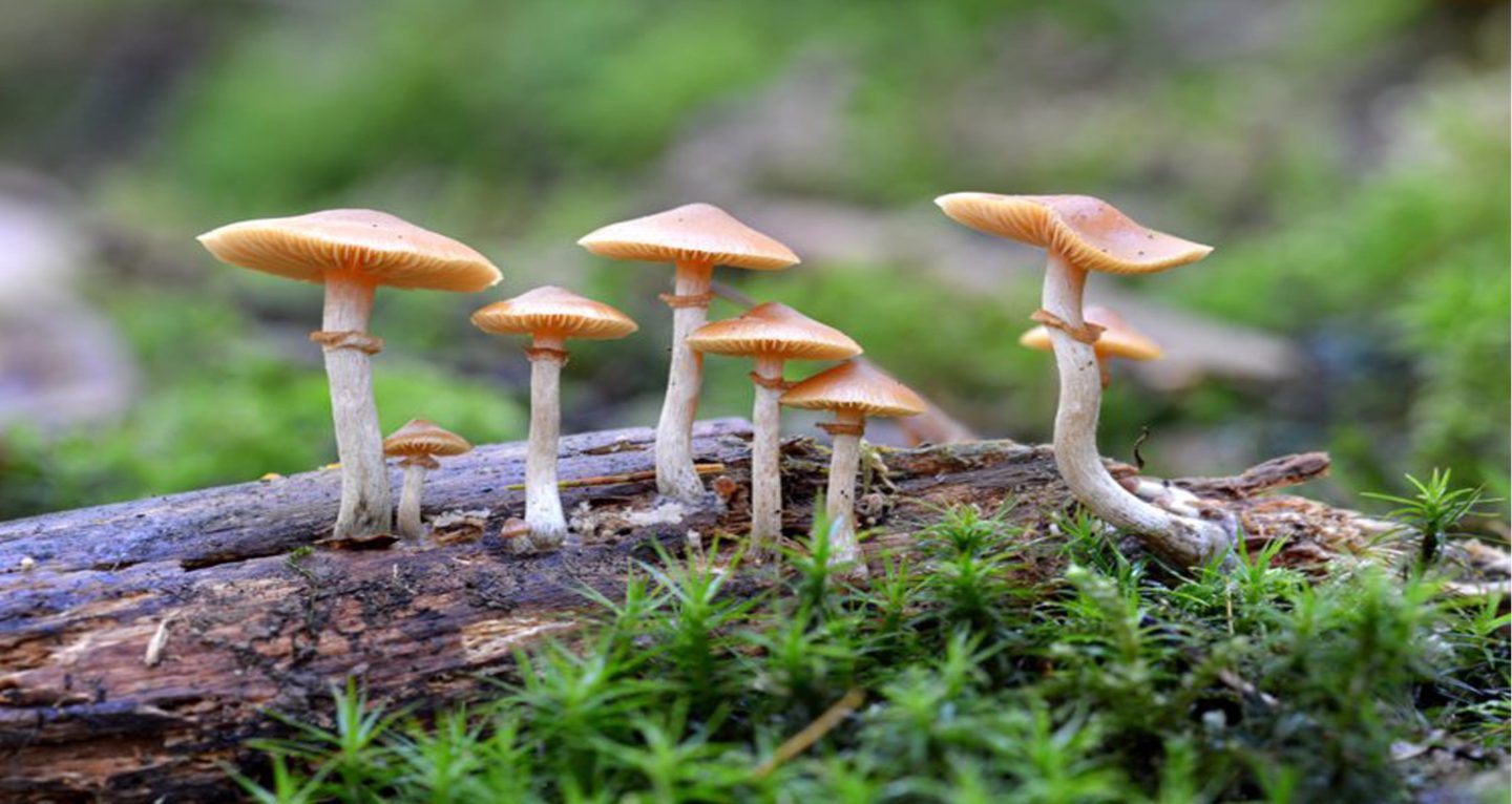 डडेल्धुरामा जङ्गली च्याउ खाँदा एक बालकको मृत्यु, चार जना बिरामी