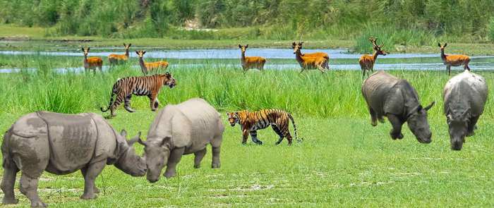 कोशीटप्पुमा ३४ प्रतिशतले पर्यटक आगमनमा कमी