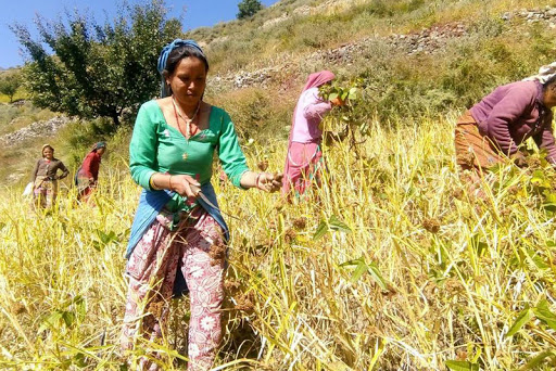 किसानलाई कात्तिके बाली भित्र्याउने चटारो