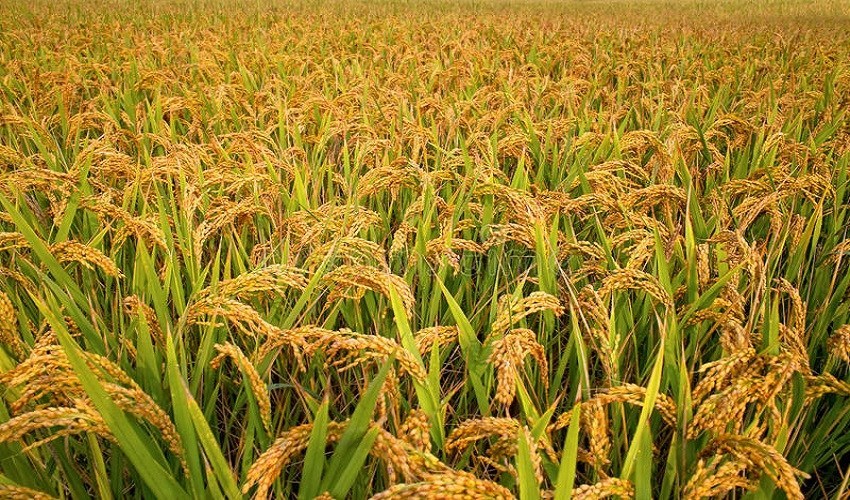 बैतडीमा धान र मकै उत्पादन बढ्यो, दलहन उत्पादनमा कमी