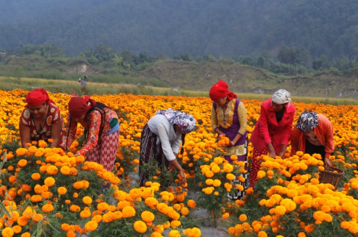 यस वर्ष किन ल्याइँदैछैन् तिहारमा भारतबाट फूल ?