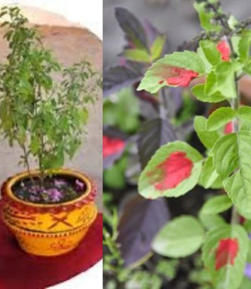 आज घर–घरमा तुलसीको दल राख्दै