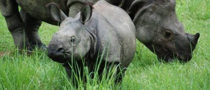 गैंडाको आक्रमणबाट  चितवनमा एकजनाको मृत्यु