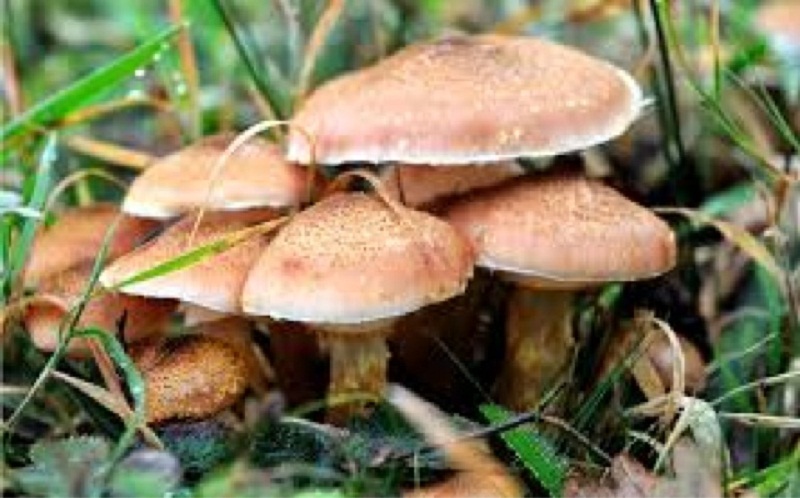 भारतको आसाममा विषालु च्याउ खाँदा १३ जनाको मृत्यु