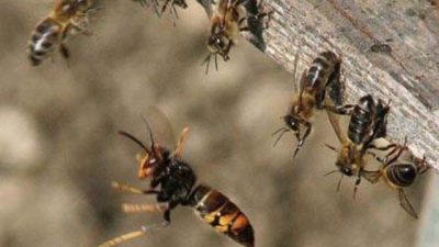 सल्यानमा अरिङगालले टोकेर एक बालकको मृत्यु