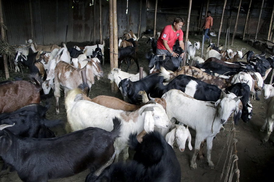सरकारले यसवर्षका दसैंकालागि ३ हजार खसी बोका तथा च्याङग्रा ल्याउने