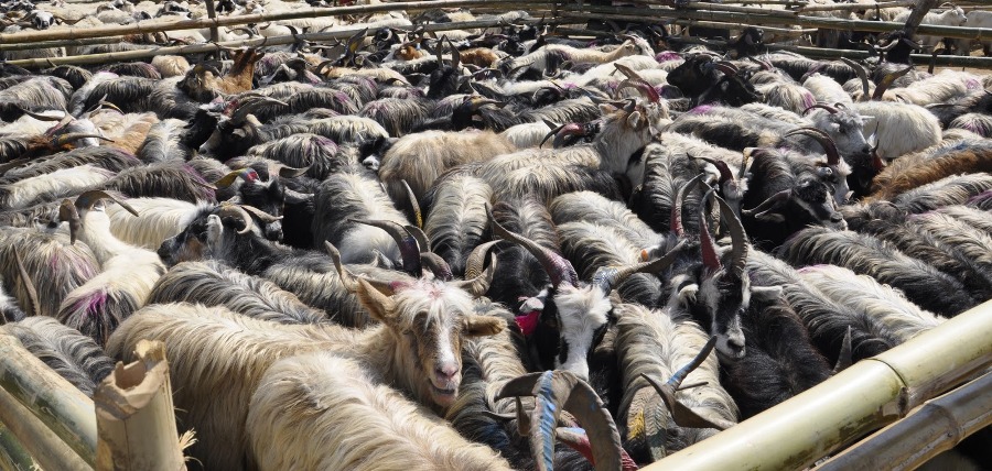 बडादसैँमा काठमाडौँका लागि दार्चुलाबाट केही सङ्ख्यामा च्याङ्ग्रा ल्याइने