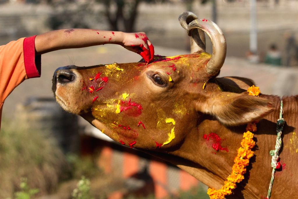 तिहारको चौथो दिन आज गाईको पूजाआजा गरी  मनाइँदै