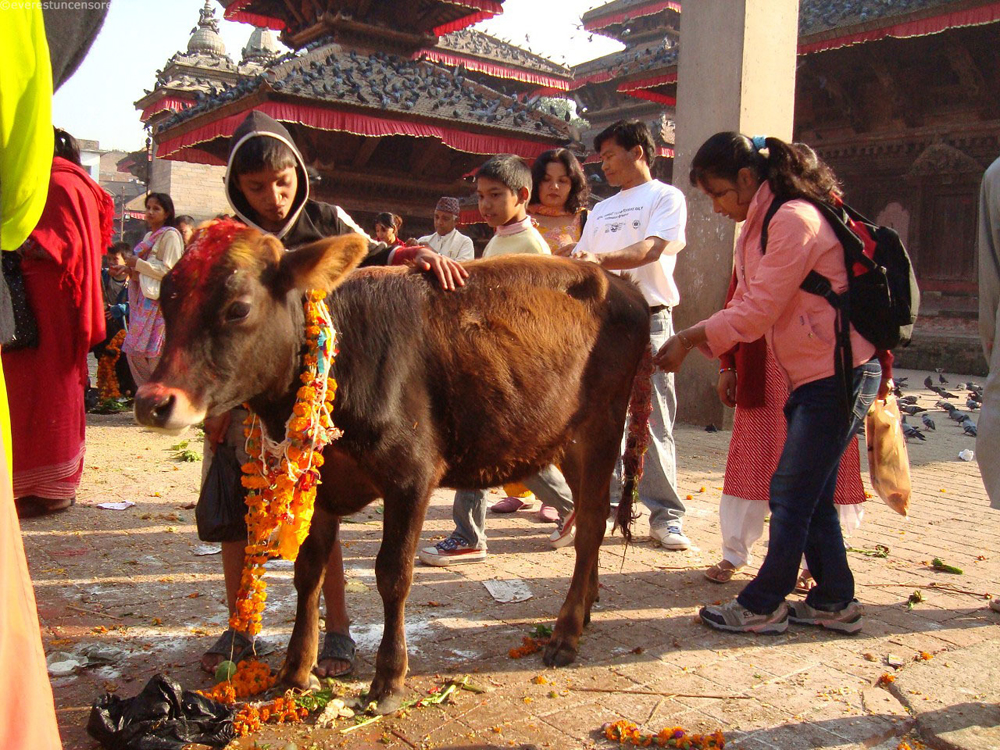 तिहारको तेस्रो दिन आज गाईको पूजाआजा गरी मनाइँदै